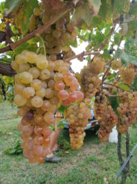 Fiano Grapes at Cottonvale